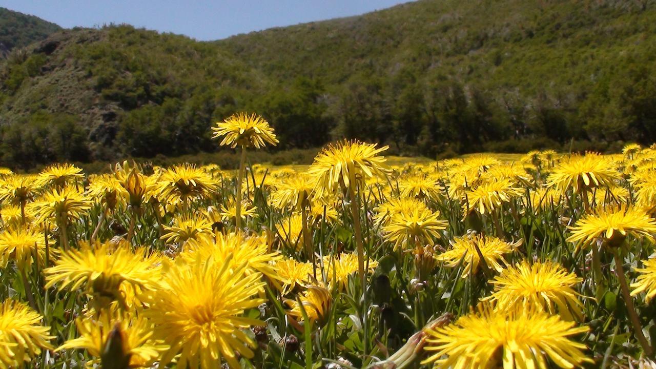 Cholila Valle Del Carrileufuヴィラ エクステリア 写真